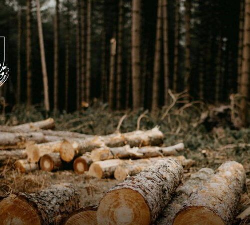 Викрито осіб, які незаконно вивели з держвласності 6 га лісу під Буковелем