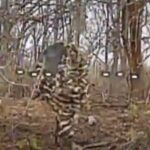 Поклали зв’язок — дронарі знищили ворожі антени та укриття