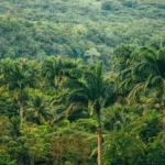 Частина тропічних лісів Амазонки можуть загинути через розвиток клімату, якого не було на Землі 10 мільйонів років