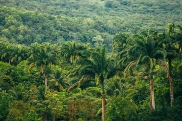 Частина тропічних лісів Амазонки можуть загинути через розвиток клімату, якого не було на Землі 10 мільйонів років