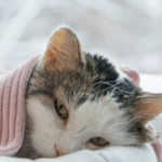 Комуналку автоматично перерахують тим, у кого не було тепла та води