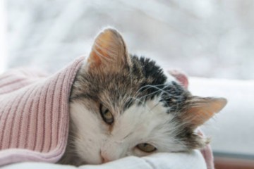 Комуналку автоматично перерахують тим, у кого не було тепла та води