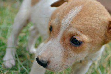 На Житомирщині дівчина вистрілила в собаку з пневматичної гвинтівки. Поліція відкрила справу