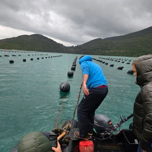 Чому «Чорноморка» вирішила самостійно вирощувати рибу та мідії в Хорватії