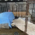 У Кропивницькому затопило притулок – заблоковано майже 200 тварин