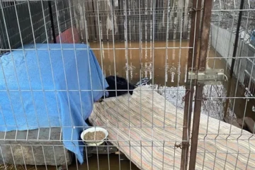 У Кропивницькому затопило притулок – заблоковано майже 200 тварин