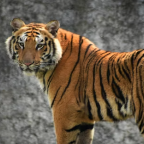 У туристичному парку Таїланду за два тижні померло понад 70 тигрів