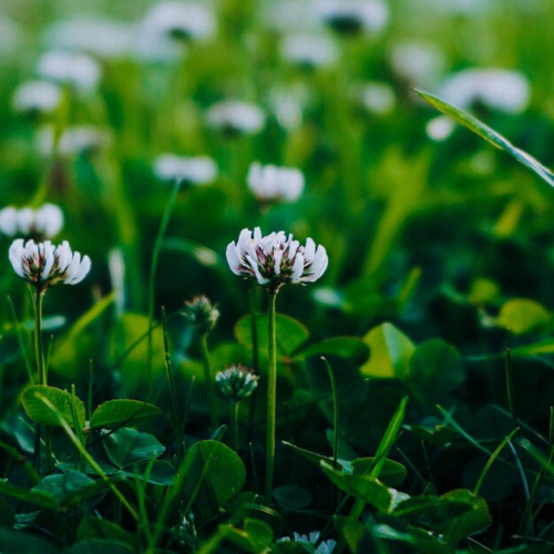 Відвідувачі ботанічного саду Кембриджу зможуть  «спілкуватися» з рослинами за допомогою ШІ