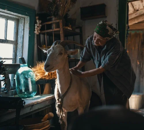 Український кіноальманах «Війна очима тварин» вийде в американський прокат