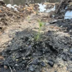 У Дарницькому районі відновлюють ліс після обстрілу. Там висадили понад три тисячі дерев