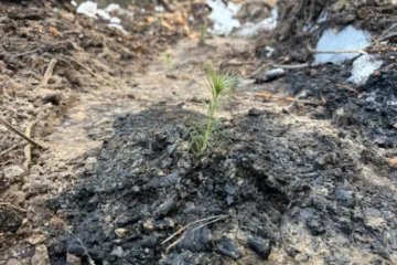 У Дарницькому районі відновлюють ліс після обстрілу. Там висадили понад три тисячі дерев