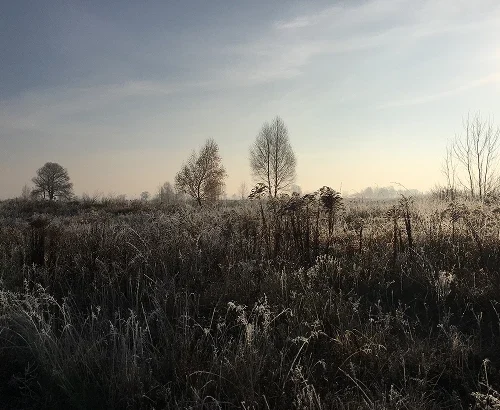 Stolitsa Group подали позов до суду проти ГО «Екопарк Осокорки». Активісти вважають це тиском