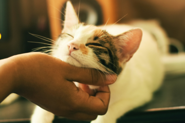 Київський притулок для котів може закритися через низьку кількість прилаштувань