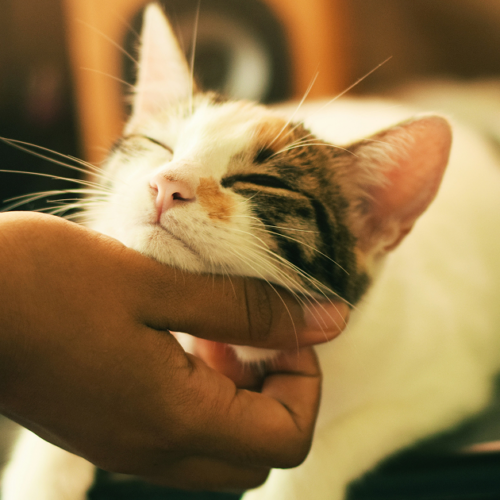 Київський притулок для котів може закритися через низьку кількість прилаштувань