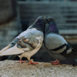 У Львові побільшало голубів через підгодівлю й відкриті горища. Орнітолог пояснив, що із цим робити