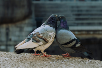 У Львові побільшало голубів через підгодівлю й відкриті горища. Орнітолог пояснив, що із цим робити