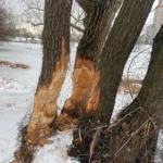 У парку «Позняки» та біля озера Лебедине дерева обгорнули металевою сіткою, щоб захистити від бобрів