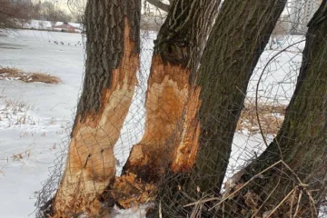 У парку «Позняки» та біля озера Лебедине дерева обгорнули металевою сіткою, щоб захистити від бобрів