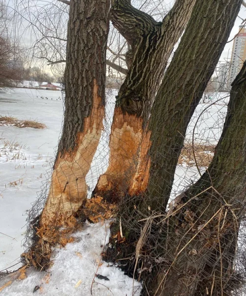 У парку «Позняки» та біля озера Лебедине дерева обгорнули металевою сіткою, щоб захистити від бобрів