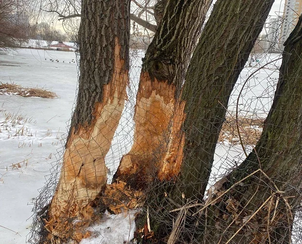 У парку «Позняки» та біля озера Лебедине дерева обгорнули металевою сіткою, щоб захистити від бобрів