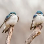 Популяція птахів швидко скорочується через зміну клімату та сільське господарство