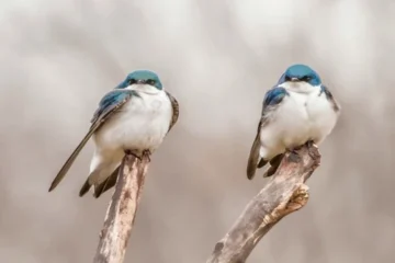 Популяція птахів швидко скорочується через зміну клімату та сільське господарство