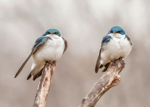 Популяція птахів швидко скорочується через зміну клімату та сільське господарство