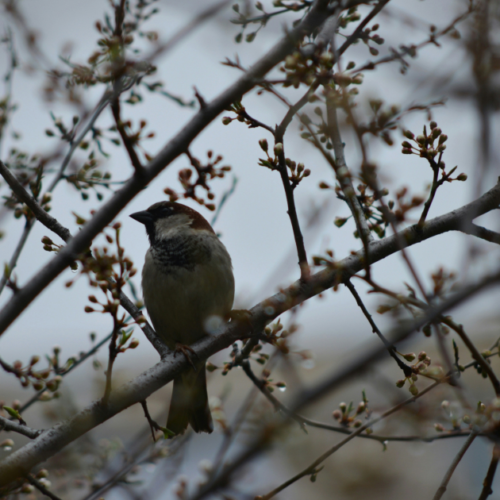 У Києві метеорологічна весна 2026-го року збіглася з календарною