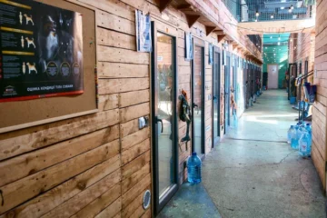 У притулку: як працює Patron Pet Center на ВДНГ
