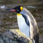 Імператорських пінгвінів та морських котиків внесли до списку тварин, що перебувають під загрозою зникнення