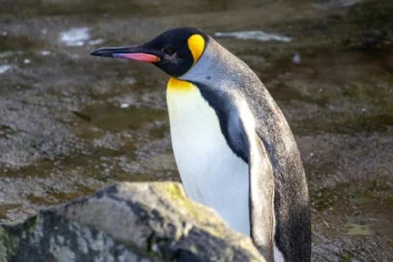 Імператорських пінгвінів та морських котиків внесли до списку тварин, що перебувають під загрозою зникнення