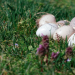 У Німеччині під час пошуку великодніх яєць знайшли пляшку з полонієм