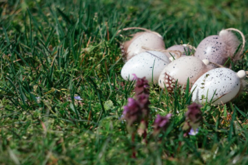 У Німеччині під час пошуку великодніх яєць знайшли пляшку з полонієм