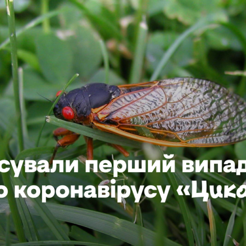 В Україні зафіксували перший випадок нового коронавірусу «Цикада»
