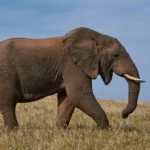 Американського мільйонера затоптали на смерть слони під час полювання на антилоп