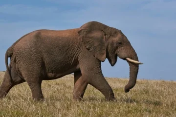 Американського мільйонера затоптали на смерть слони під час полювання на антилоп