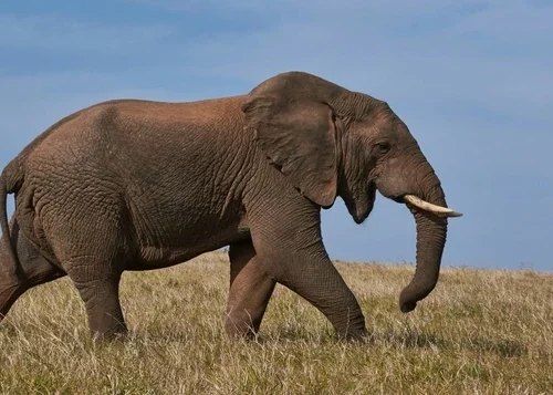 Американського мільйонера затоптали на смерть слони під час полювання на антилоп