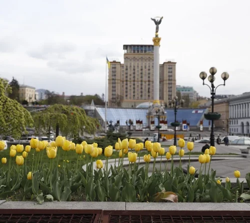 У Києві розцвіли перші тюльпани. Де побачити квіти?