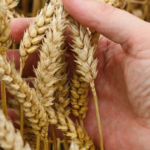 Єгипет більше не прийматиме екпортоване Росією зерно з тимчасово окупованих територій України