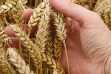 Єгипет більше не прийматиме екпортоване Росією зерно з тимчасово окупованих територій України