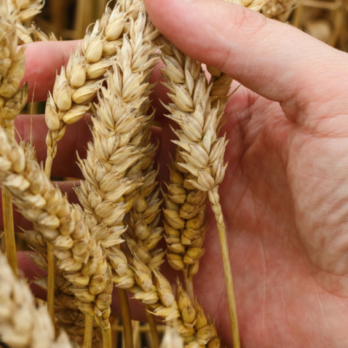 Єгипет більше не прийматиме екпортоване Росією зерно з тимчасово окупованих територій України