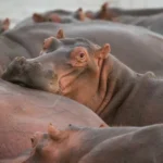 У Колумбії планують винищити «кокаїнових» бегемотів наркобарона Ескобара