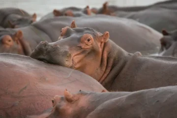 У Колумбії планують винищити «кокаїнових» бегемотів наркобарона Ескобара