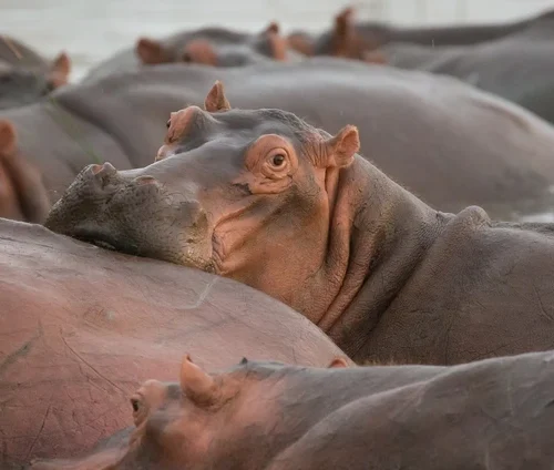 У Колумбії планують винищити «кокаїнових» бегемотів наркобарона Ескобара