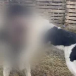 На Дніпропетровщині проводили незаконні собачі бої. Зоозахисники вимагають реакції поліції