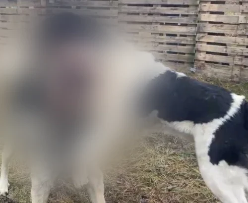 На Дніпропетровщині проводили незаконні собачі бої. Зоозахисники вимагають реакції поліції