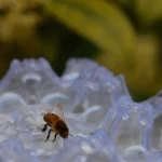 У Британії створили квіти-маяки для порятунку бджіл