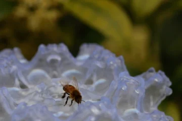 У Британії створили квіти-маяки для порятунку бджіл