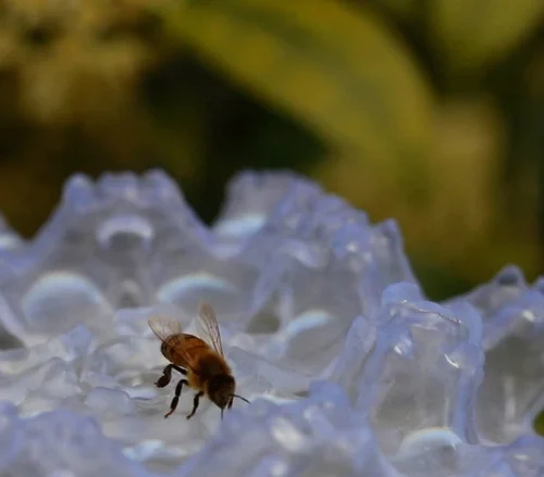 У Британії створили квіти-маяки для порятунку бджіл