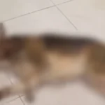 У магазині «Фора» в Гостомелі охоронець вбив собаку металевою палицею